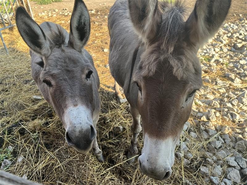 Two donkeys at Collins Farm